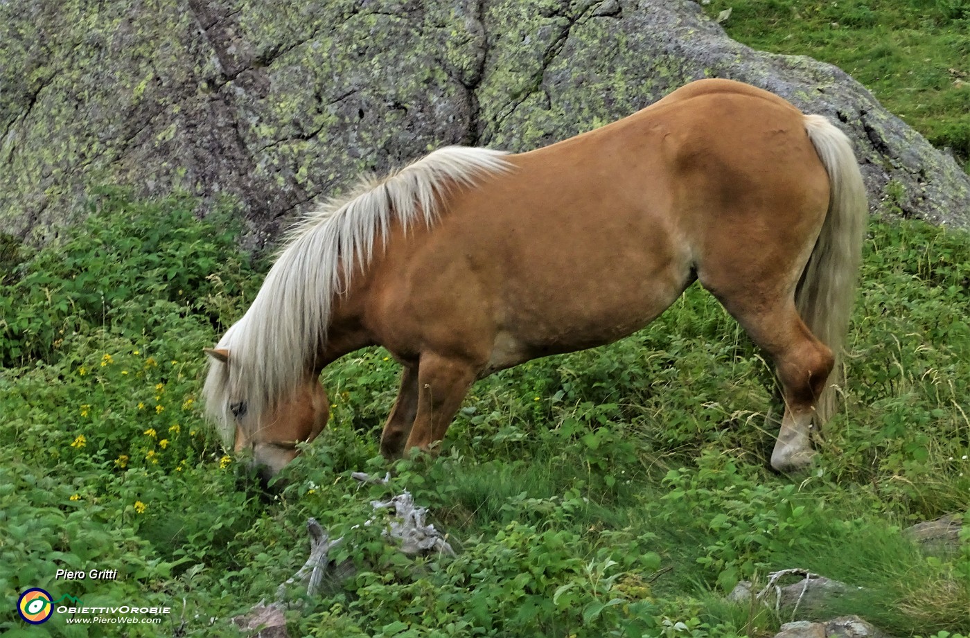 94 Cavallo al pascolo tardo pomeridiano.JPG